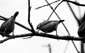灰色的鸟，树枝 高清壁纸