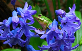 风信子,蓝花,树蛙 高清壁纸