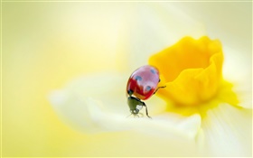 瓢虫，昆虫，黄色的花，花瓣