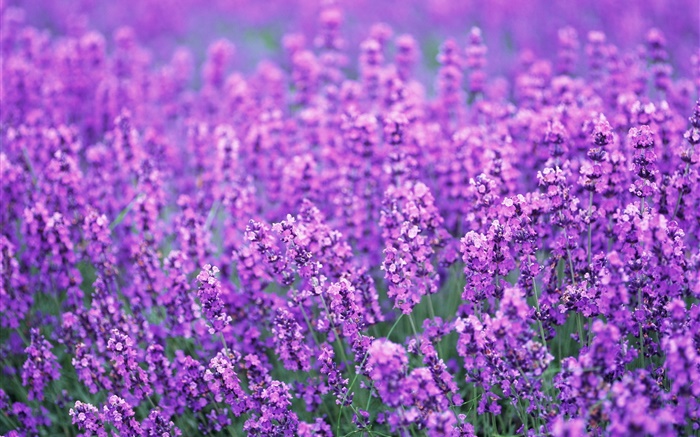 薰衣草花场，紫色的世界，夏天 壁纸 图片