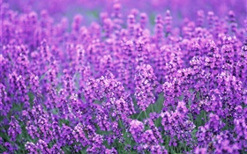 薰衣草花场，紫色的世界，夏天 高清壁纸