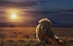 狮子在日落，草