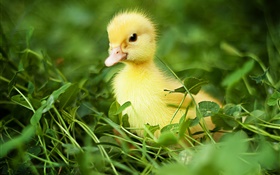 在草丛中的小鸭子