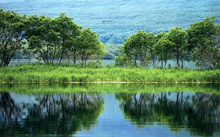 自然景观，树木，绿色，河，水中的倒影 壁纸 图片