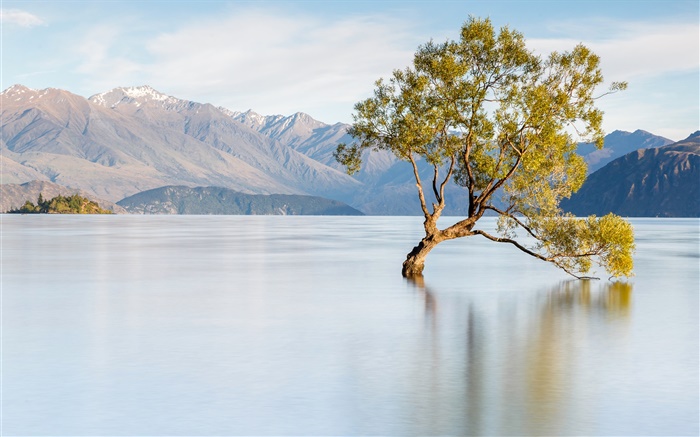 新西兰，瓦纳卡湖，山，孤独的树 壁纸 图片