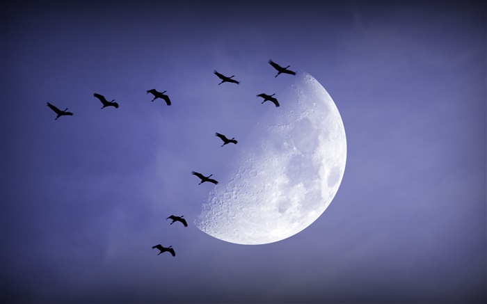 晚上，月亮，鸟飞行，天空 壁纸 图片