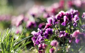 三色堇，花紫红色，紫罗兰色，春天 高清壁纸