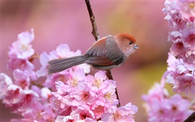 粉红色的花朵，鸟，花园，春天 高清壁纸