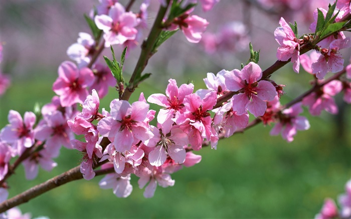 粉红色的花朵，树木，树枝，春天 壁纸 图片