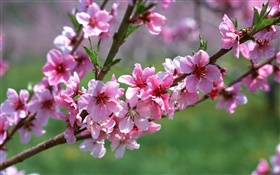 粉红色的花朵，树木，树枝，春天