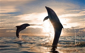 俏皮海豚跳跃，水溅，海，日落 高清壁纸