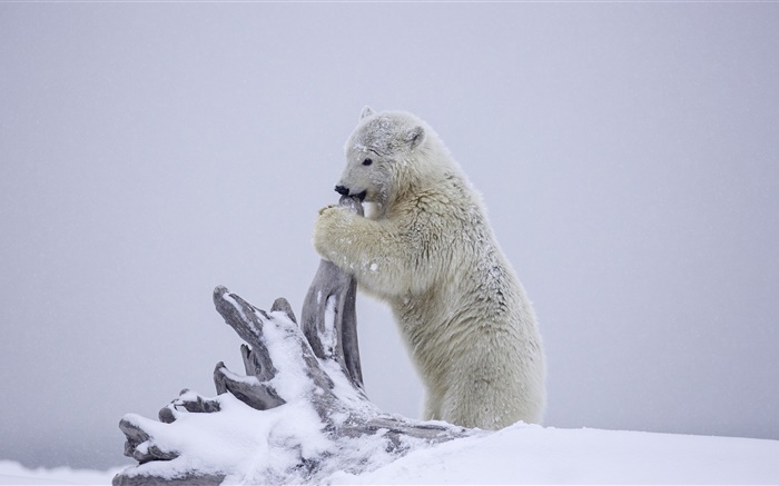 北极熊，熊崽玩，冬天，雪，阿拉斯加 壁纸 图片