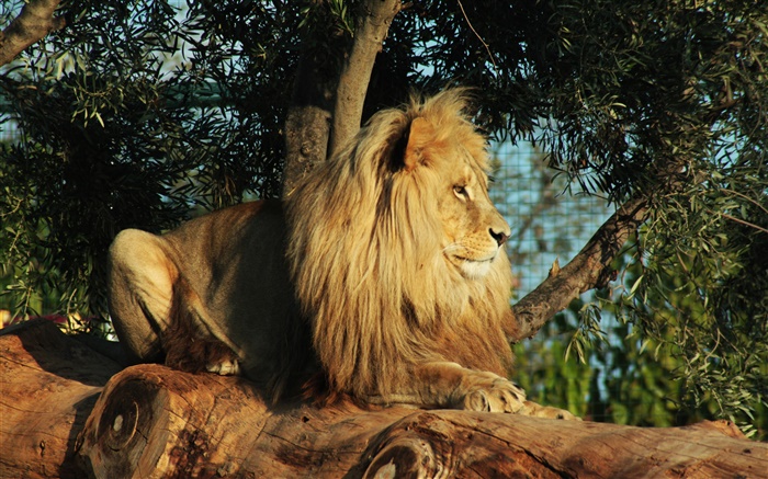 捕食者，狮子休息，树，叶子 壁纸 图片