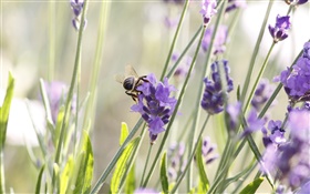 紫色的花，薰衣草，昆虫，蜜蜂