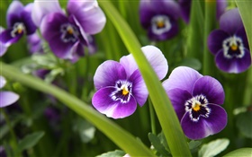 紫色的花，紫罗兰，草，绿色
