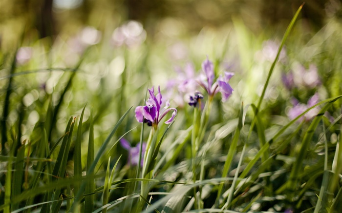 紫色兰花，鲜花，绿草 壁纸 图片