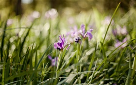 紫色兰花，鲜花，绿草 高清壁纸