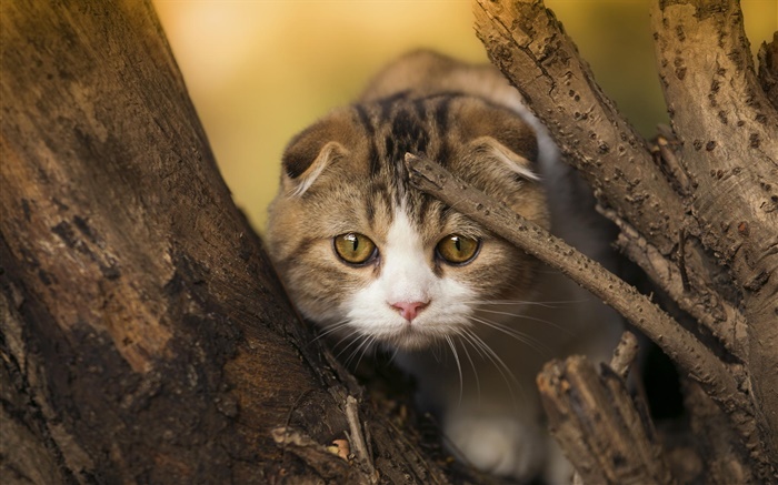 苏格兰折猫，小猫，眼睛，树 壁纸 图片