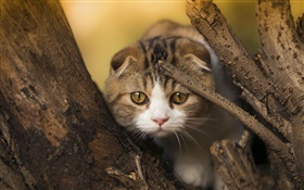 苏格兰折猫，小猫，眼睛，树 高清壁纸