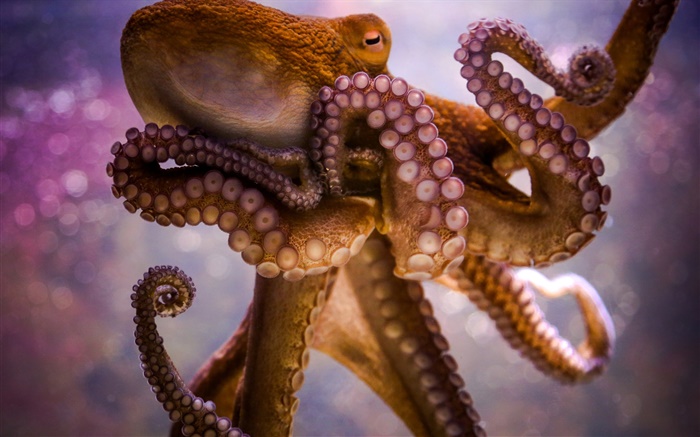 海洋动物，章鱼，触角，吸盘 壁纸 图片