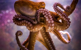 海洋动物，章鱼，触角，吸盘