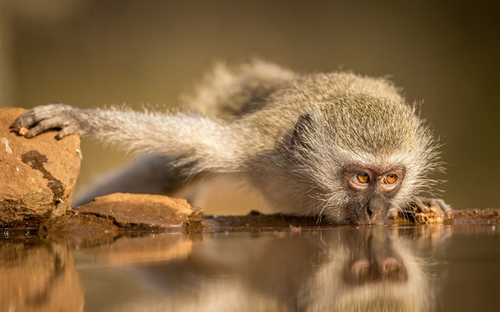 南非，猴食水 壁纸 图片