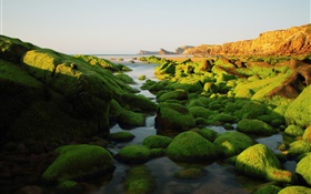 石头，岩石，藻类，海洋，青苔