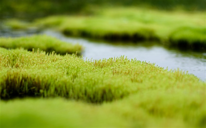 沼泽，绿草如茵，水 壁纸 图片