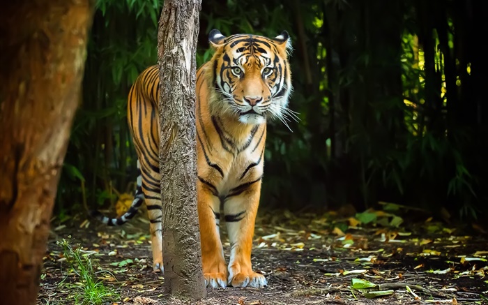老虎在森林中，条纹 壁纸 图片