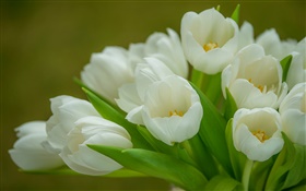 郁金香，白色的花，花束 高清壁纸