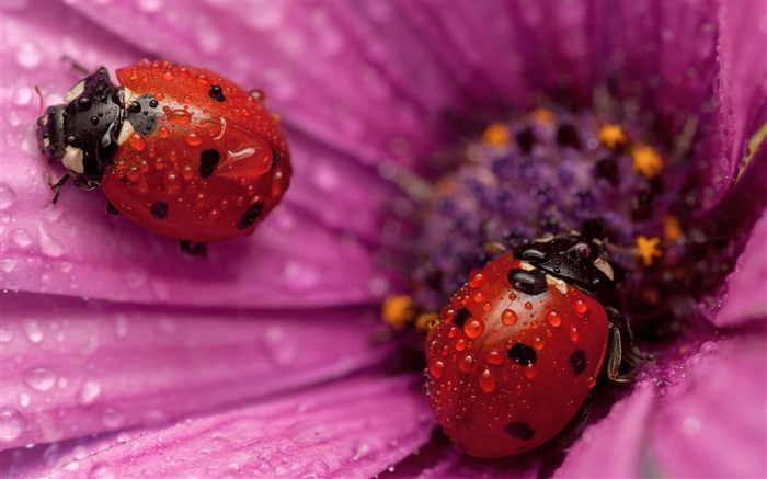 两个瓢虫，昆虫，粉红色的花瓣，露水 壁纸 图片