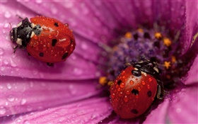 两个瓢虫，昆虫，粉红色的花瓣，露水 高清壁纸