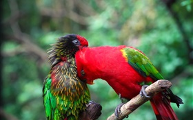 两只鹦鹉，夫妇，颜色