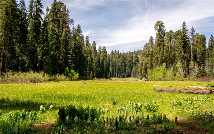 美国，加州红杉国家公园，森林，树木，草 壁纸 图片