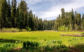 美国，加州红杉国家公园，森林，树木，草