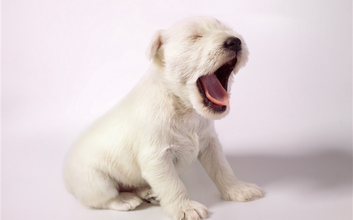 白色的狗，可爱的小狗打哈欠 壁纸 图片