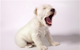 白色的狗，可爱的小狗打哈欠 高清壁纸