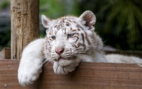 白虎，大猫，蓝眼睛 高清壁纸