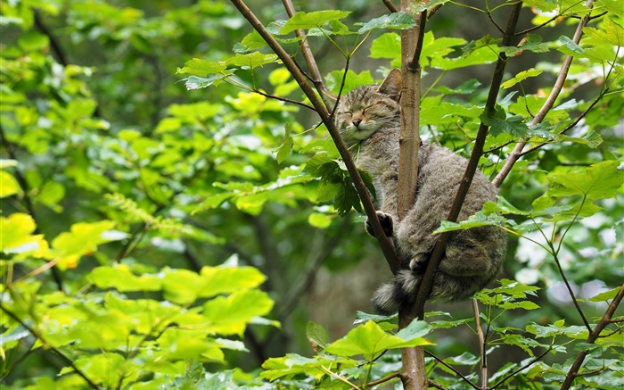 野生猫科动物在树上睡觉，绿叶 壁纸 图片