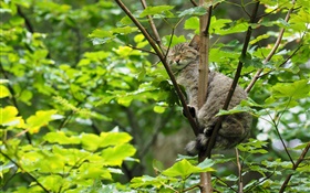 野生猫科动物在树上睡觉，绿叶