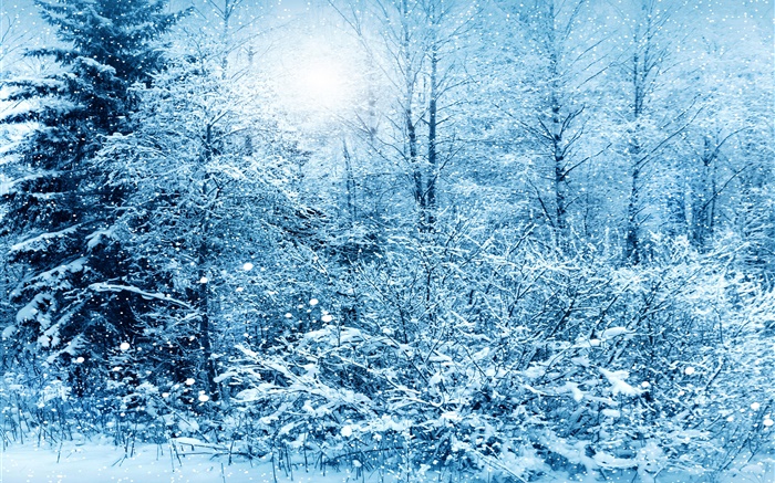 冬天，树，云杉，雪白色 壁纸 图片