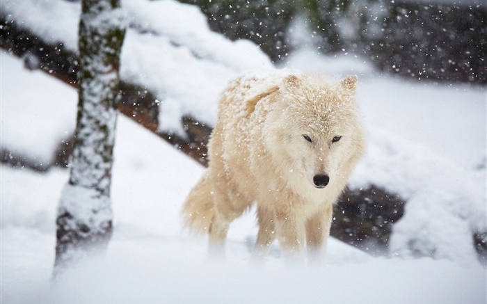 冬季，狼，雪 壁纸 图片
