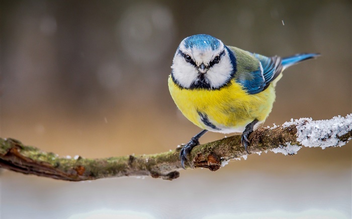 冬季，黄白蓝羽鸟 壁纸 图片