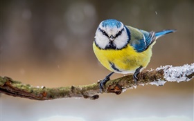冬季，黄白蓝羽鸟 高清壁纸