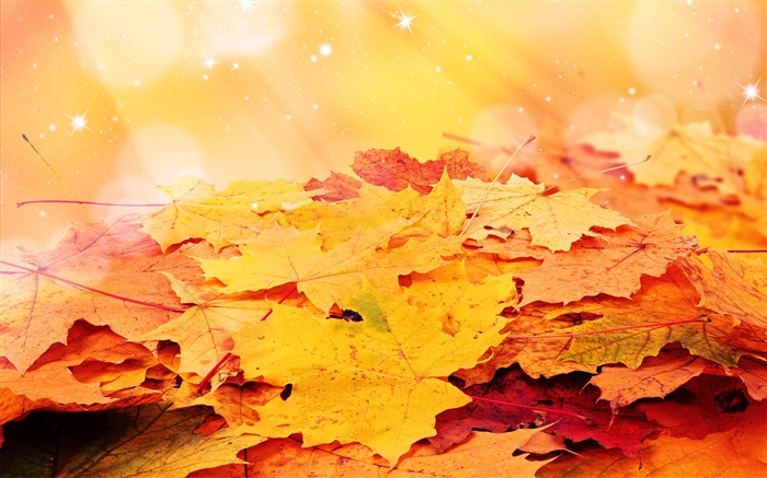 黄色的叶子，秋天，星星 壁纸 图片