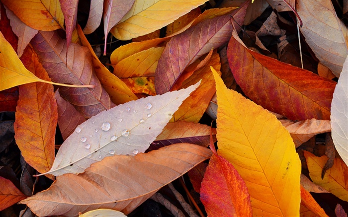 黄叶，水滴，秋 壁纸 图片
