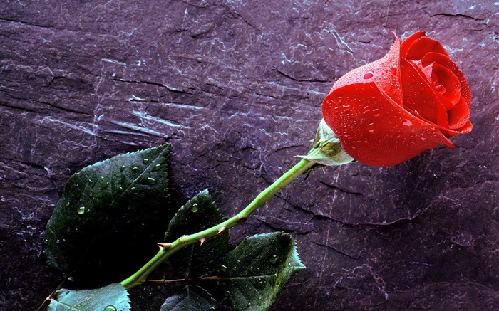 一朵红玫瑰花，水滴 壁纸 图片