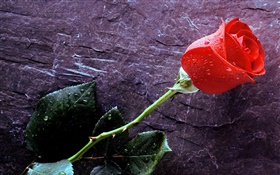 一朵红玫瑰花，水滴 高清壁纸