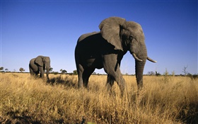 非洲象 高清壁纸
