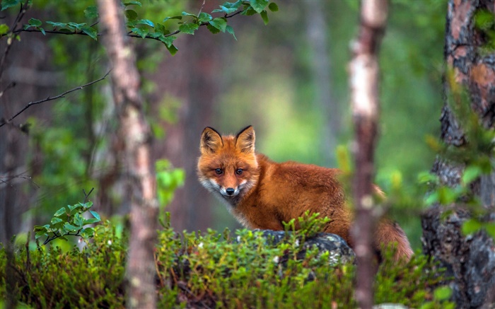 在森林里的动物狐狸 壁纸 图片